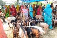 खाद्यले यसपटकको दसैँमा खसी बोका नबेच्ने
